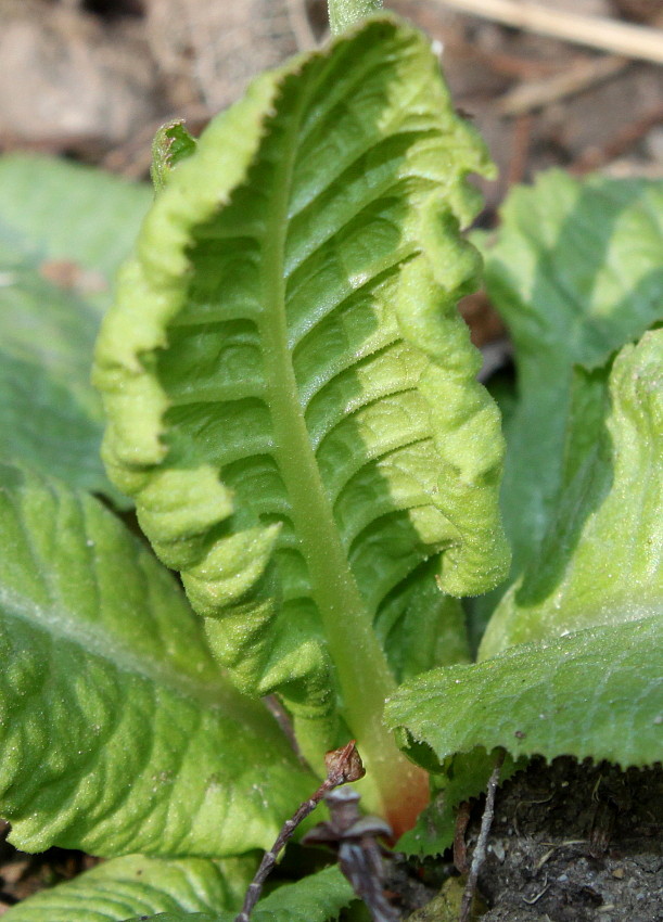 Изображение особи Primula denticulata.