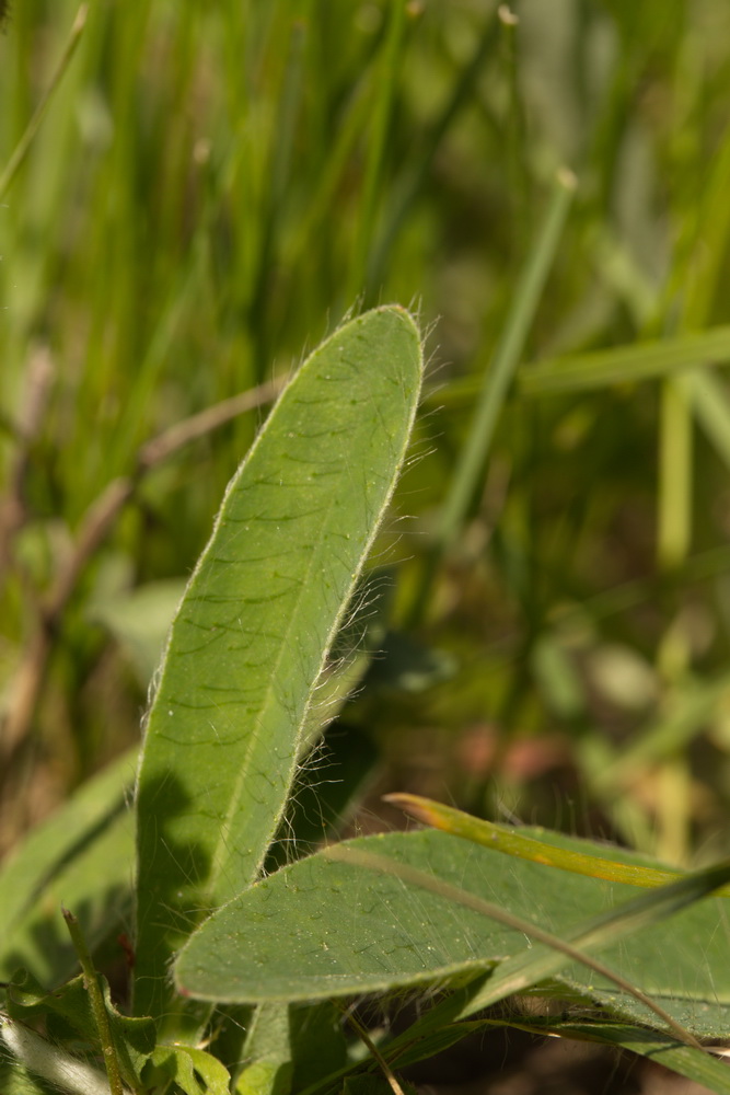 Image of Pilosella officinarum specimen.