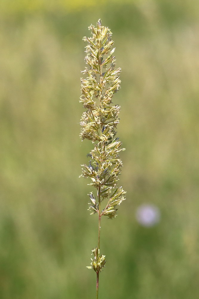 Image of Koeleria macrantha specimen.