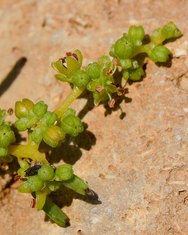 Image of Suaeda monoica specimen.