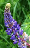 Lupinus × regalis