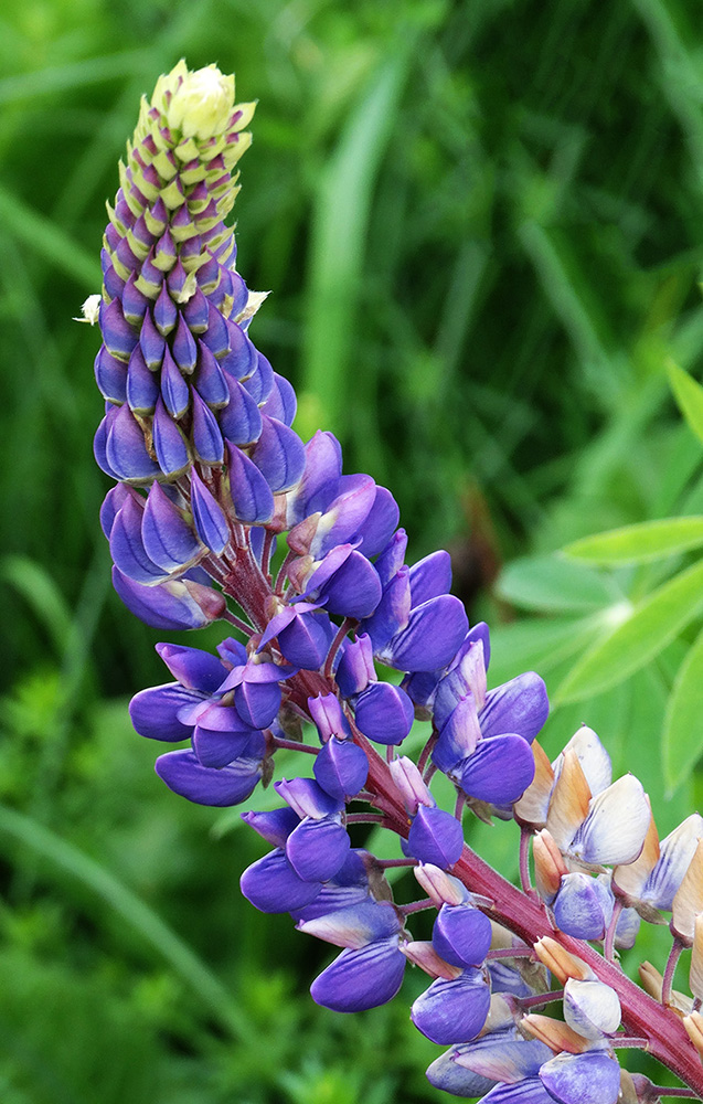 Изображение особи Lupinus &times; regalis.