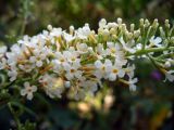 Buddleja davidii. Часть соцветия (белоцветковая форма). Южный берег Крыма, г. Алушта, дворовое озеленение. 18 августа 2013 г.