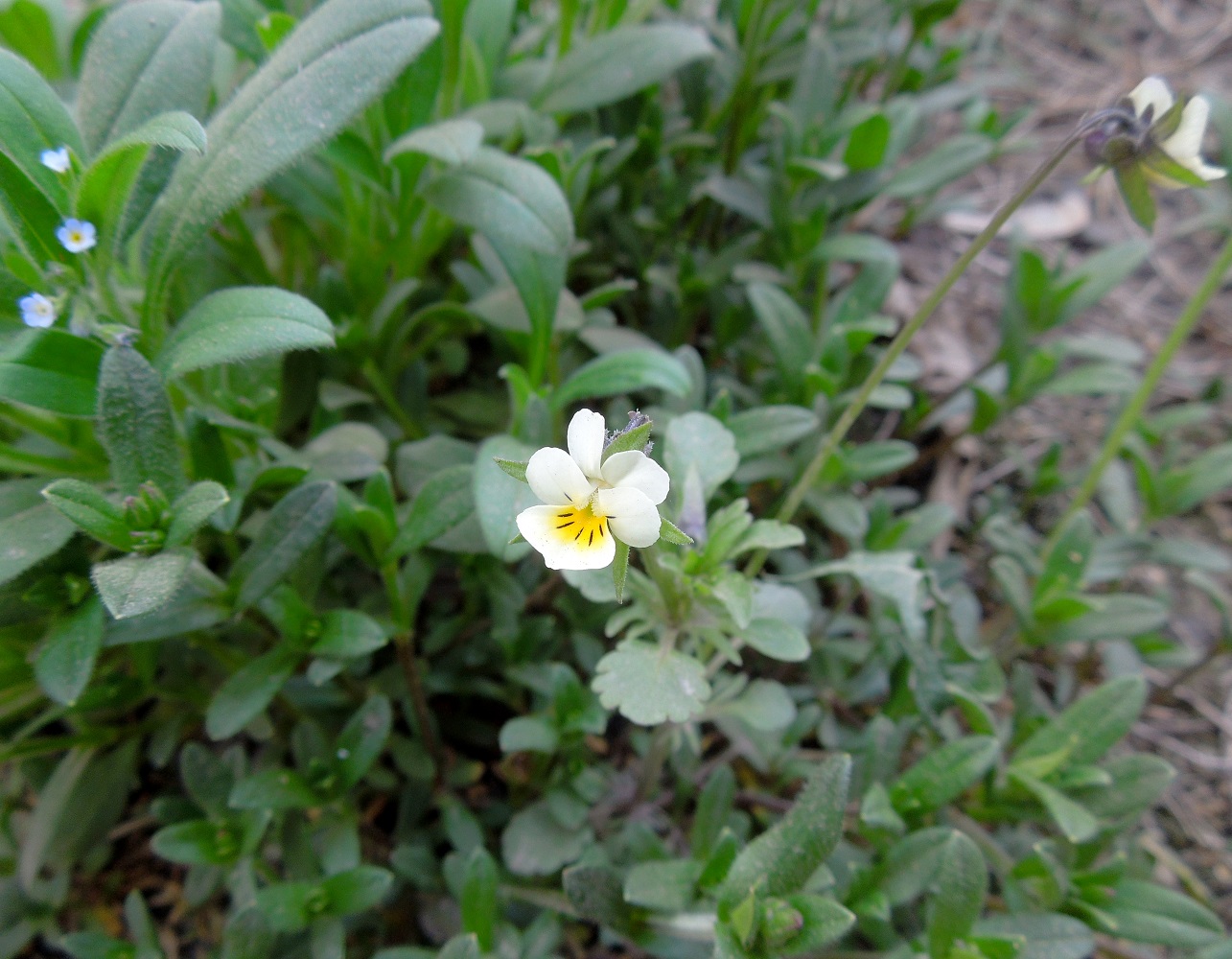 Image of Viola arvensis specimen.
