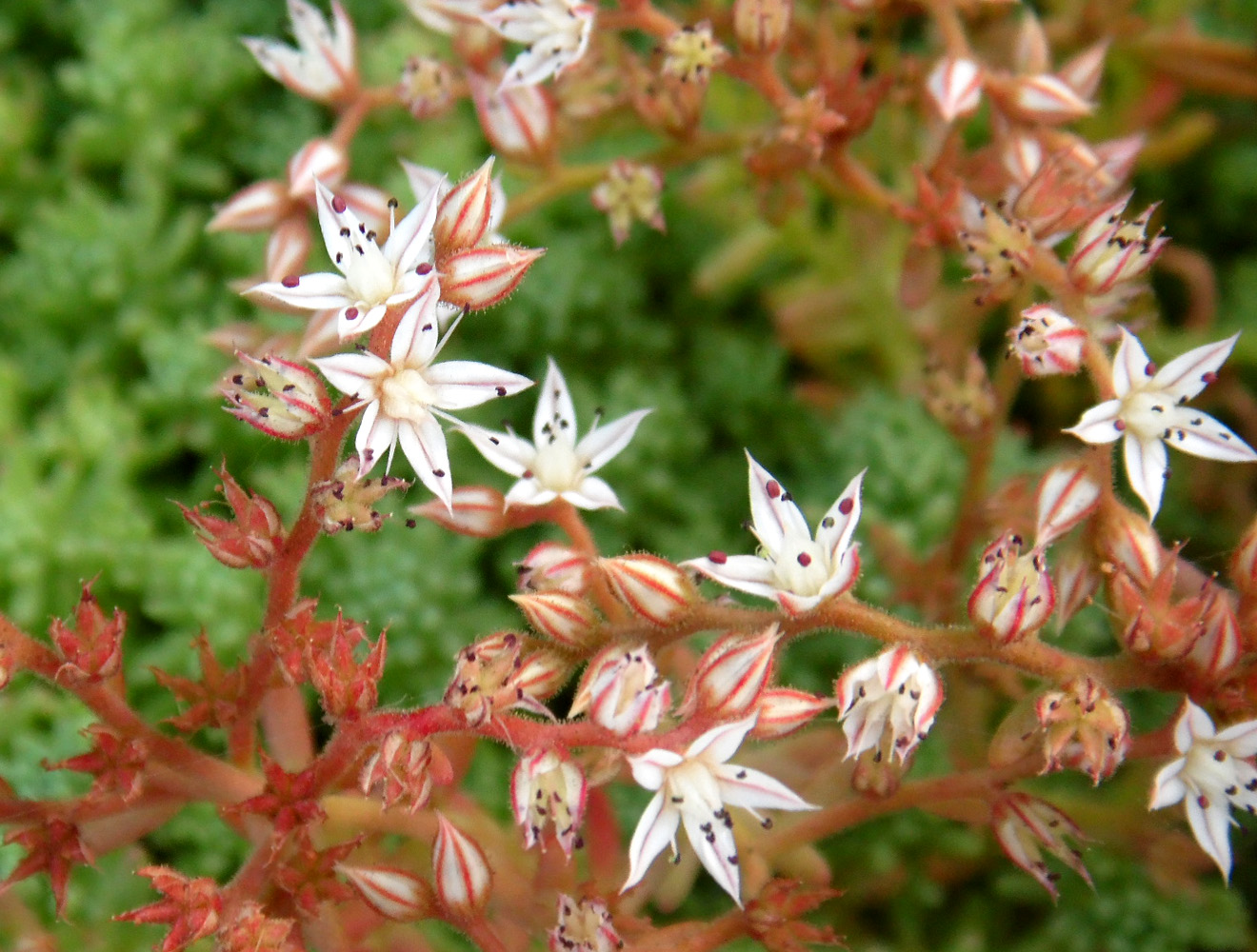 Image of Sedum pallidum ssp. bithynicum specimen.