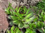 Sempervivum tectorum. Вегетирующее растение. Владимирская обл., г. Муром, в культуре. Май 2014 г.