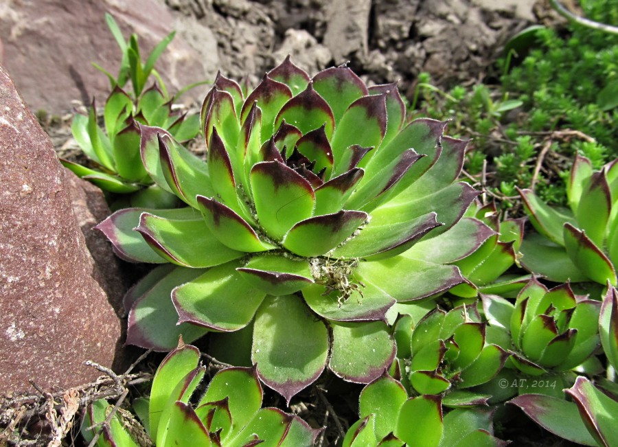Image of Sempervivum tectorum specimen.