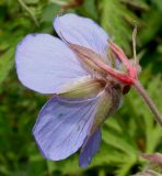 Geranium pratense