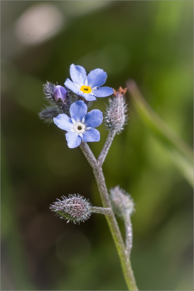 Image of Myosotis arvensis specimen.