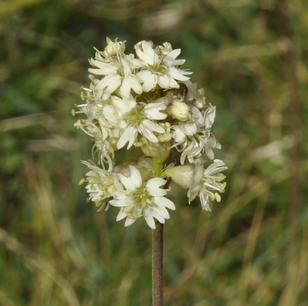 Image of Silene roemeri ssp. macrocarpa specimen.