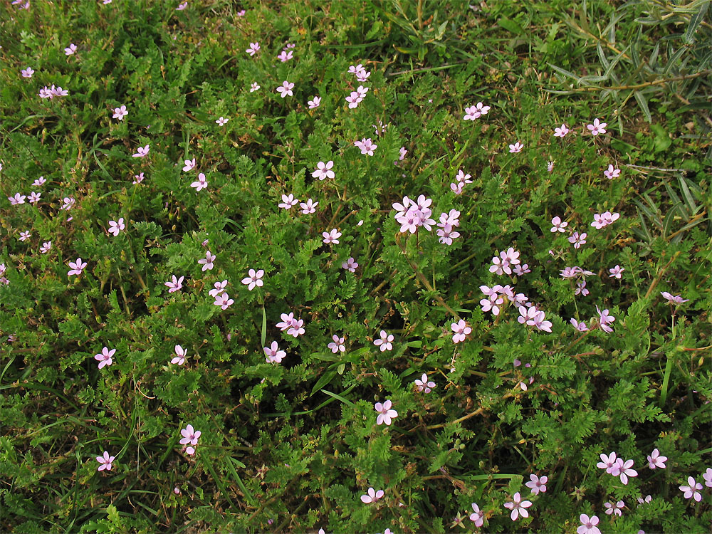 Изображение особи Erodium cicutarium.