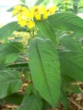 Lysimachia ciliata