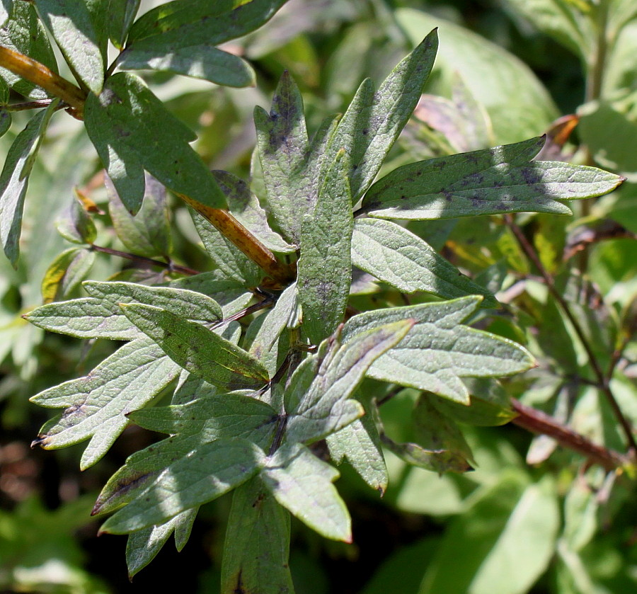 Изображение особи Thalictrum simplex.