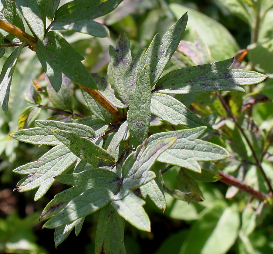 Image of Thalictrum simplex specimen.