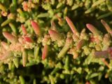 Suaeda prostrata