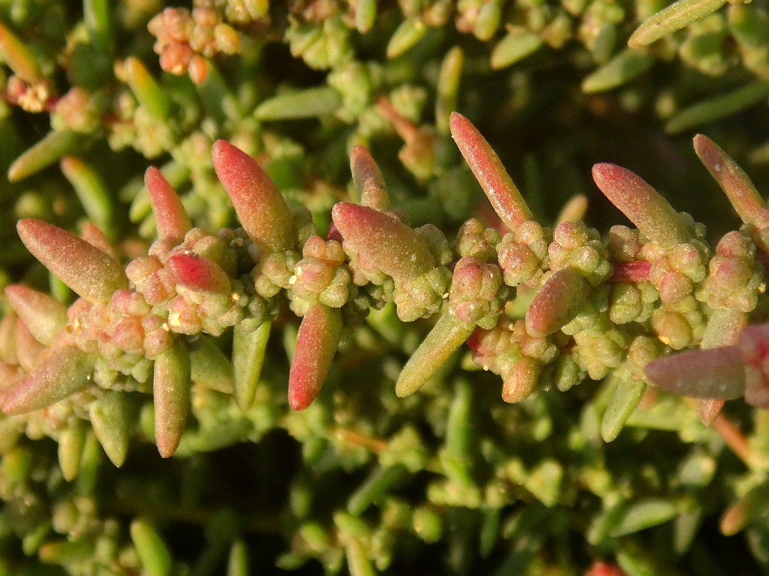 Image of Suaeda prostrata specimen.