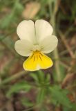 Viola matutina