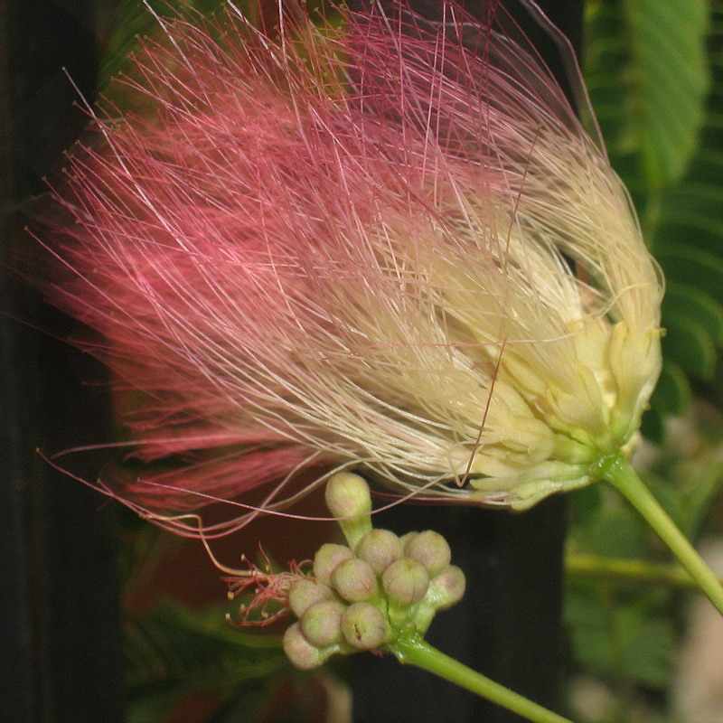 Image of Albizia julibrissin specimen.