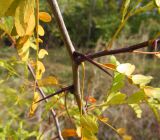 Gleditsia triacanthos