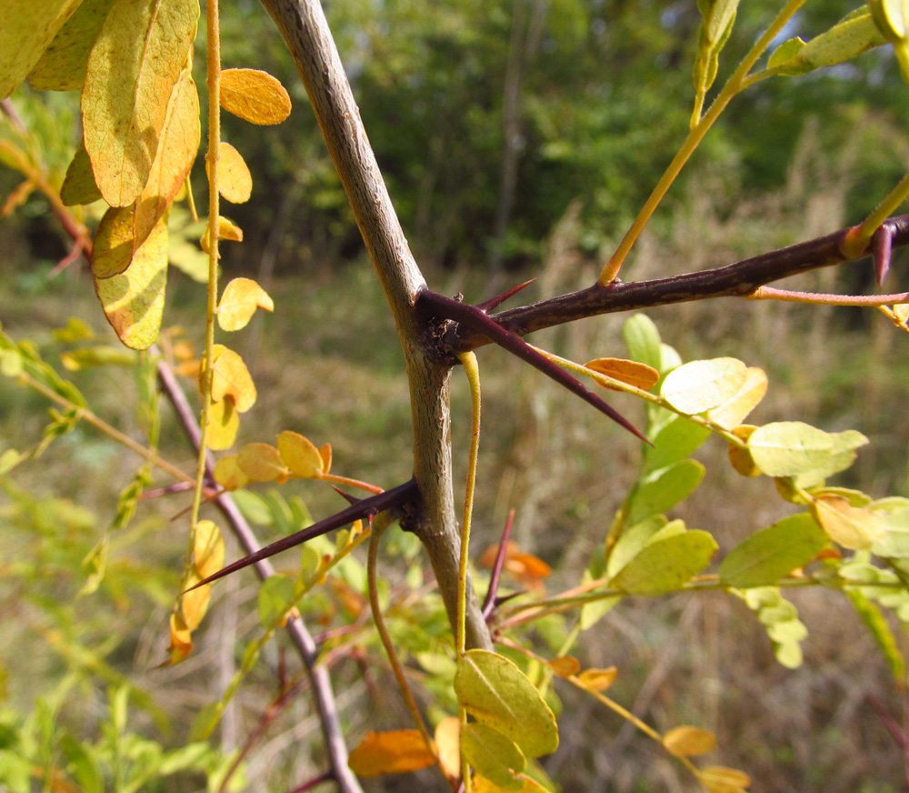 Изображение особи Gleditsia triacanthos.