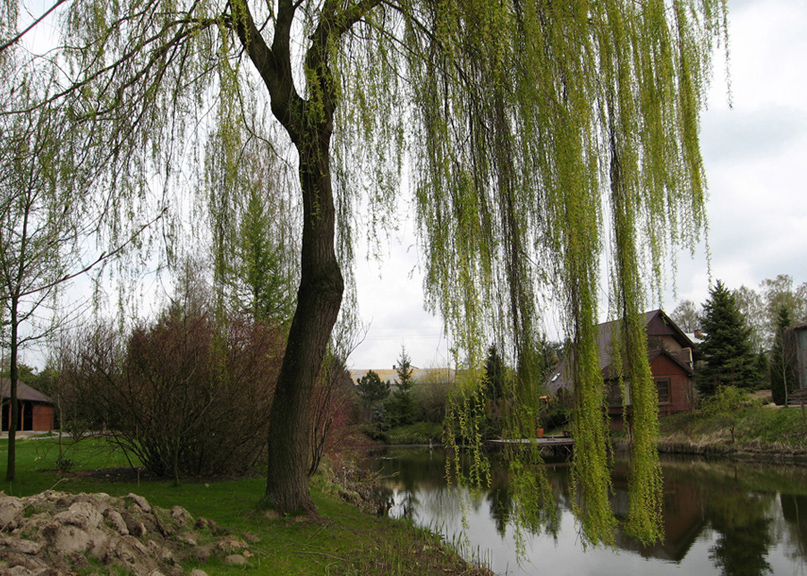 Изображение особи Salix × sepulcralis.