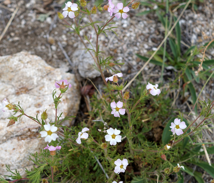 Image of Chamaerhodos grandiflora specimen.