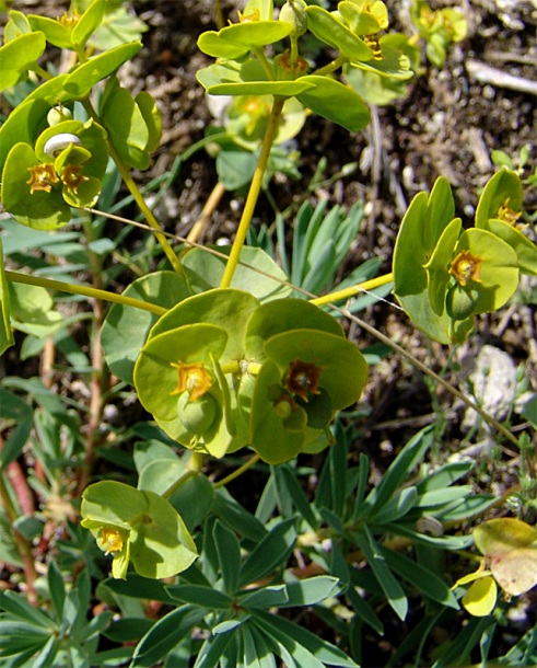 Изображение особи Euphorbia petrophila.