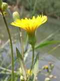 Sonchus arvensis subspecies uliginosus. Соцветие. Крым, Севастополь, р. Чёрная. 2 августа 2009 г.