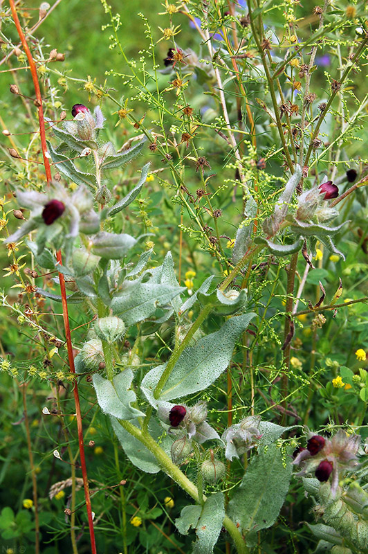 Image of Nonea rossica specimen.