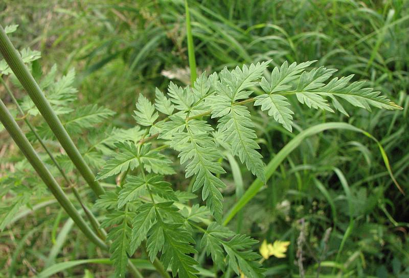 Изображение особи Conioselinum tataricum.