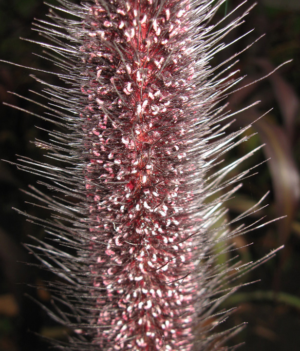 Изображение особи Pennisetum americanum.