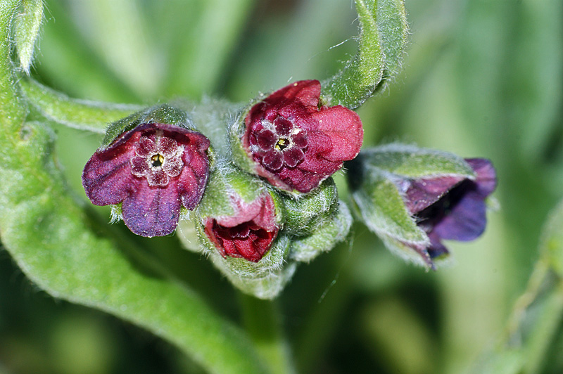 Image of Cynoglossum officinale specimen.