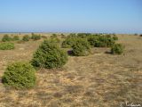 Juniperus deltoides