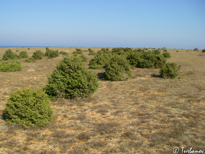 Изображение особи Juniperus deltoides.