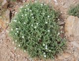 Stellaria dichotoma. Цветущее растение на степном склоне. Бурятия, окр. Улан-Удэ. 25.07.2009.