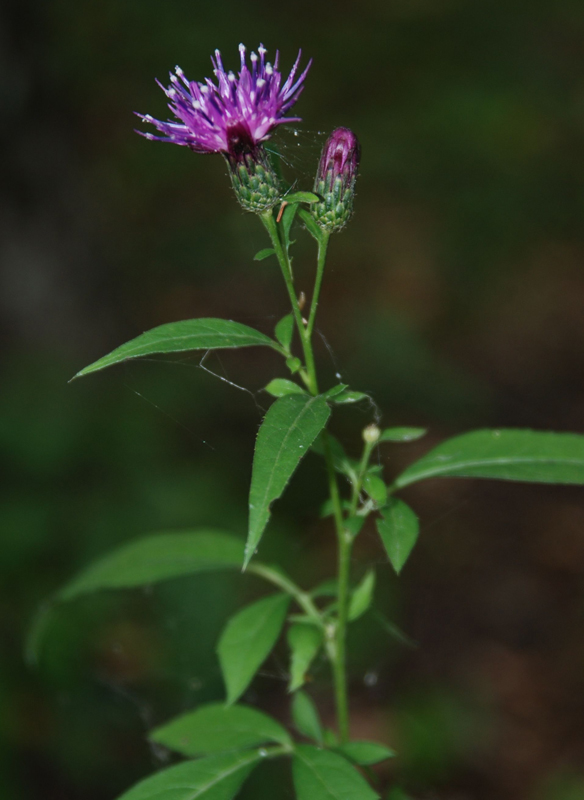 Image of Klasea quinquefolia specimen.