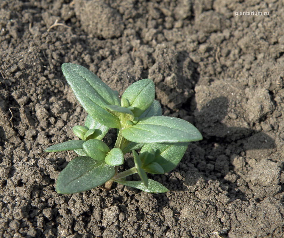 Image of Anagallis foemina specimen.