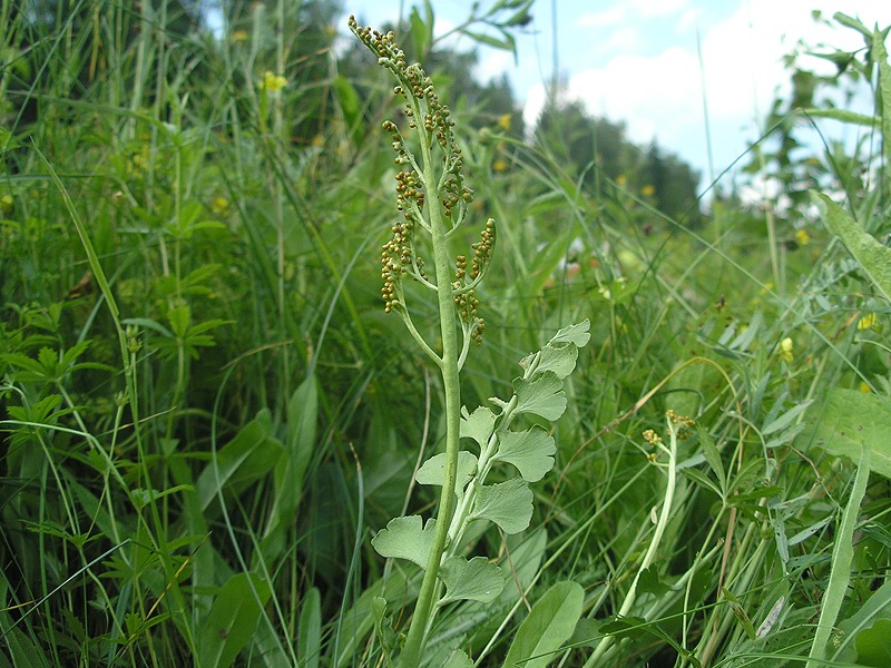 Изображение особи Botrychium lunaria.