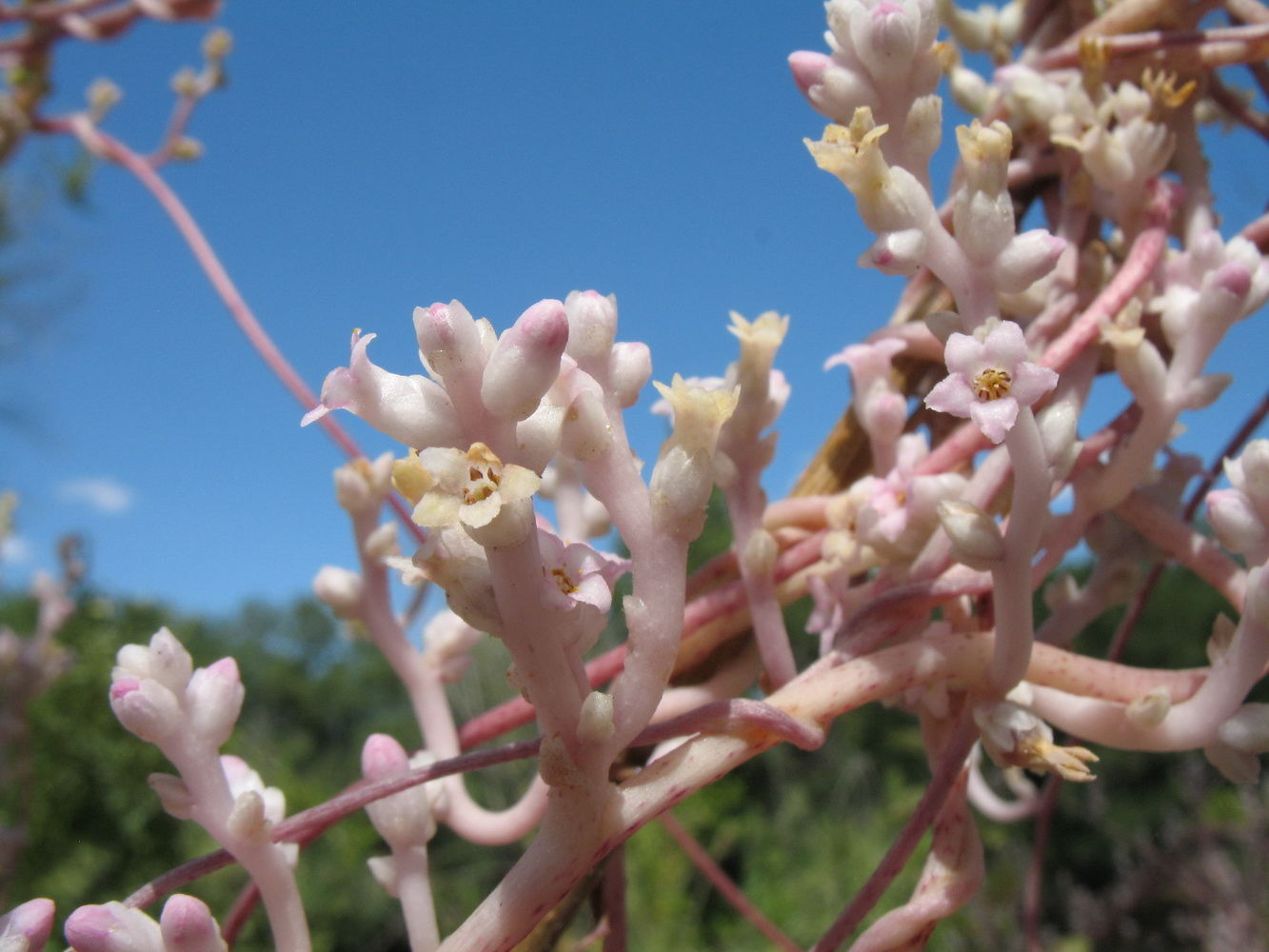 Image of Cuscuta lehmanniana specimen.