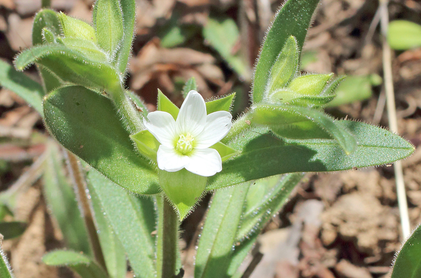 Изображение особи Cerastium dichotomum.