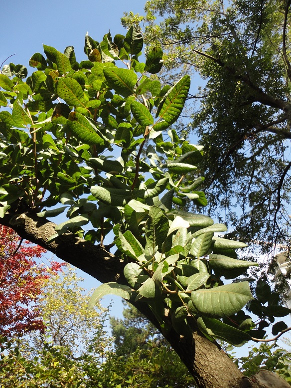 Image of Pistacia vera specimen.