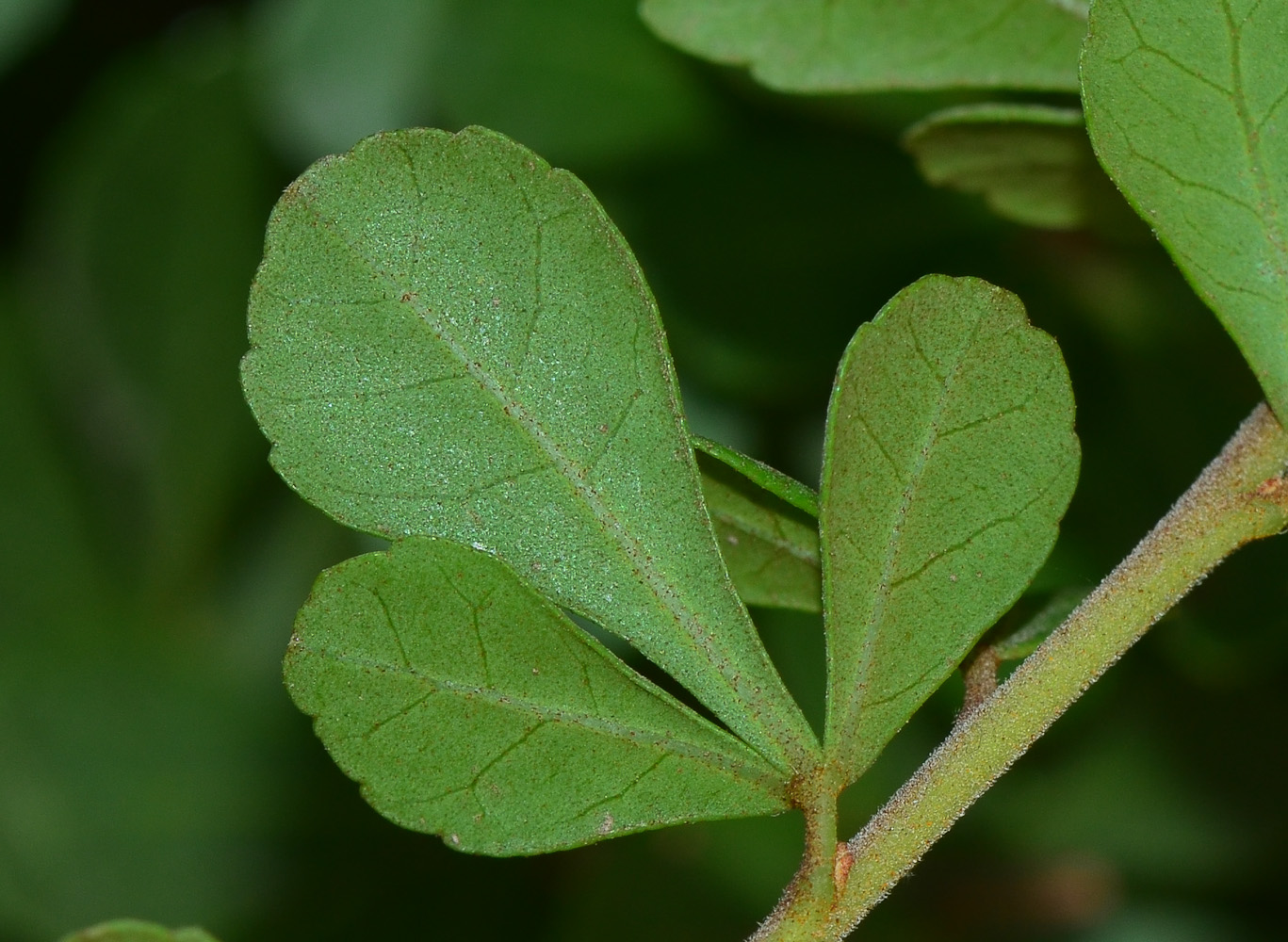 Изображение особи Rhus crenata.