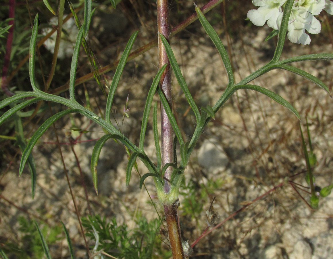 Image of Lomelosia argentea specimen.
