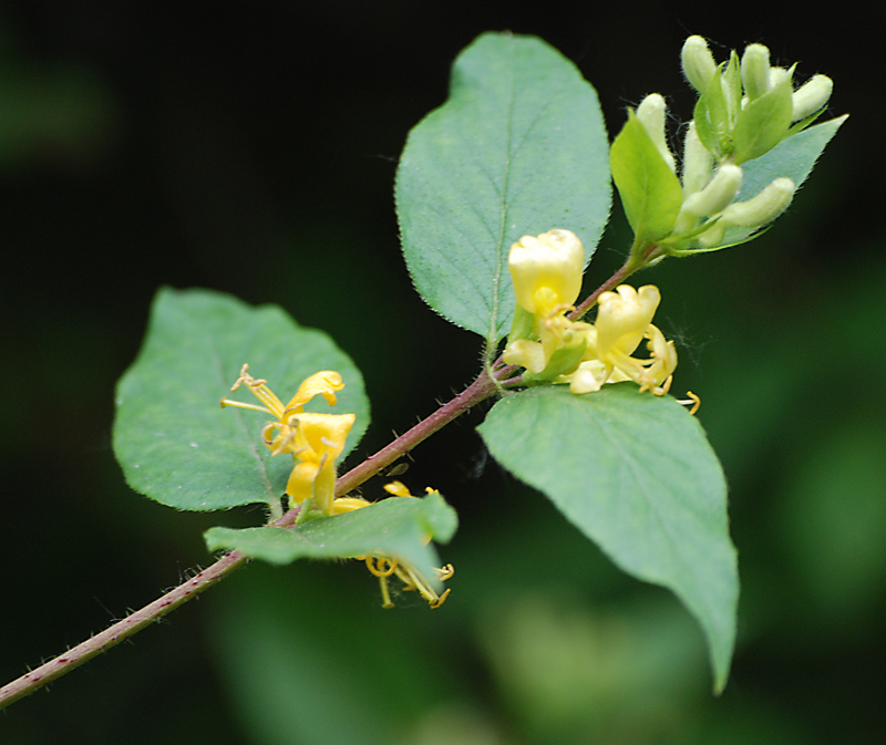 Image of Lonicera chrysantha specimen.