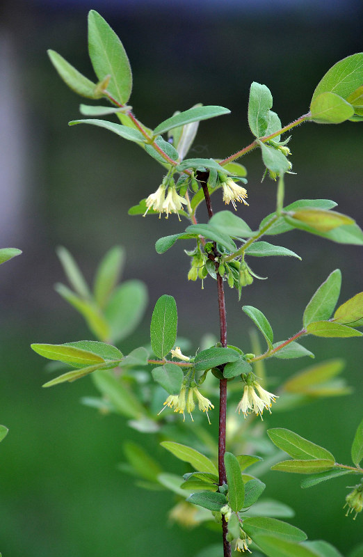 Image of Lonicera caerulea specimen.