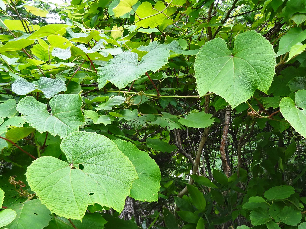 Image of Vitis coignetiae specimen.