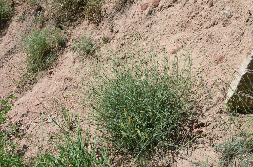 Image of Silene brahuica specimen.