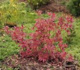 Rhododendron подвид japonicum