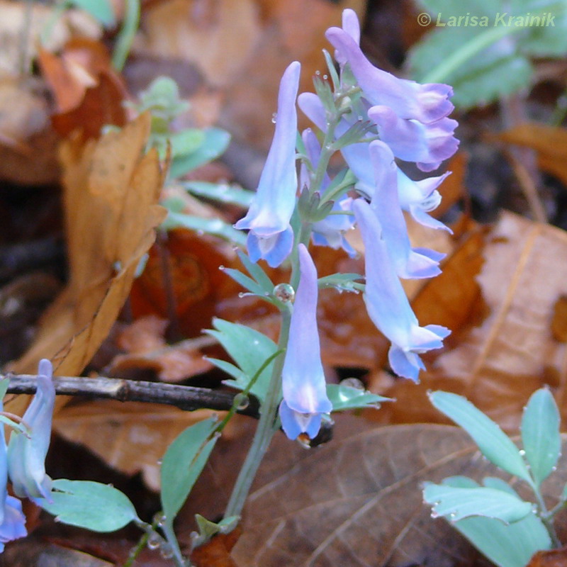 Image of Corydalis ornata specimen.