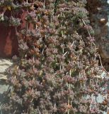 genus Drosanthemum